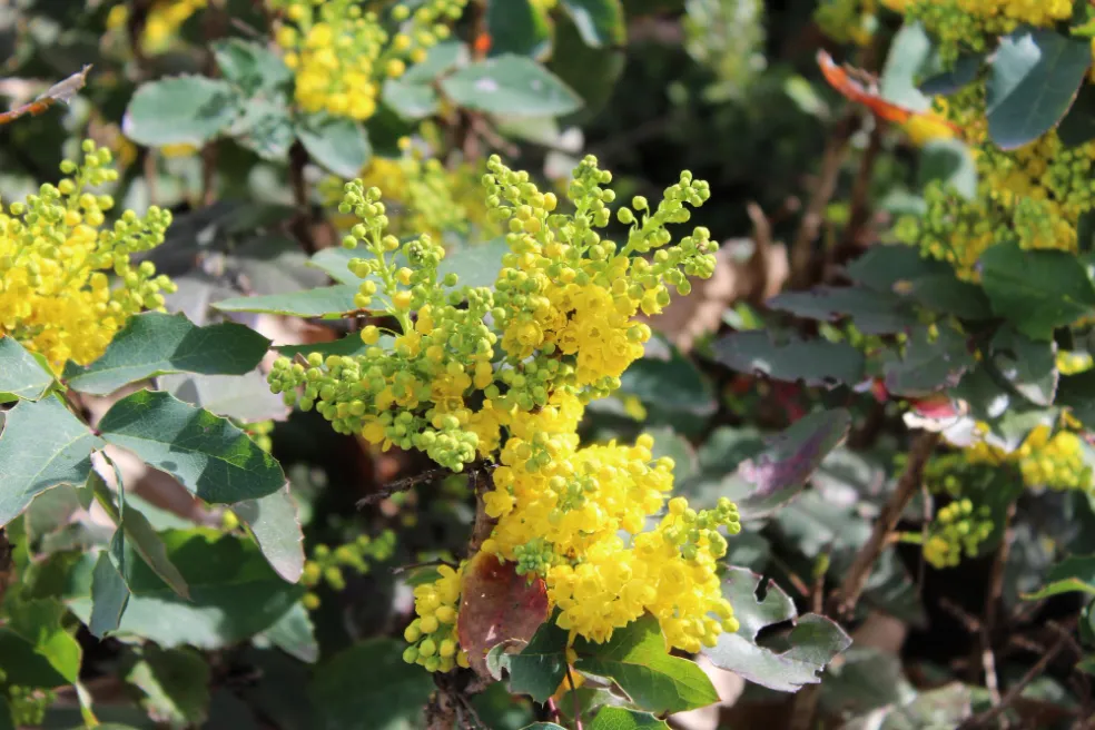 rastliny odolné voči mrazu