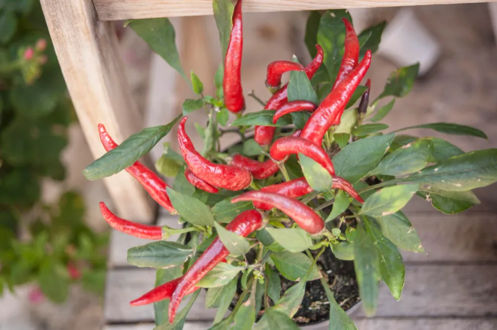 zimná záhrada rastliny