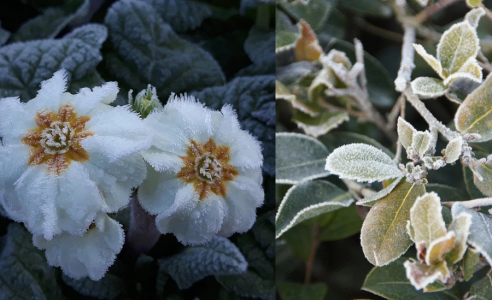 rastliny odolné voči mrazu