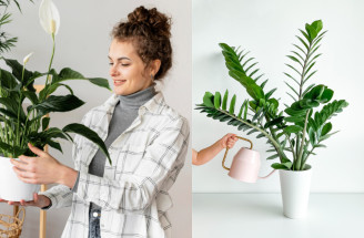 Zelená terapia v decembri: Rastliny, ktoré zlepšujú náladu