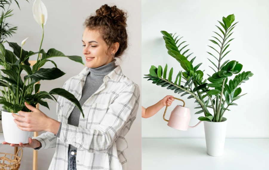 rastliny zlepšujúce náladu