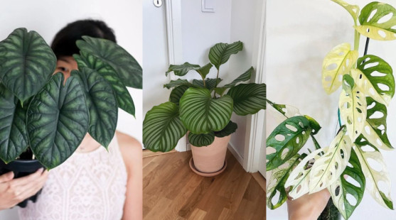 Exotické izbové rastliny, ktoré budú hitom v interiéroch v roku 2026