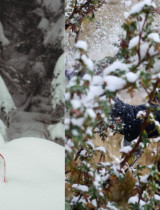 Záhradkársky reset: Čo spraviť pred koncom roka?