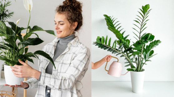 Zelená terapia v decembri: Rastliny, ktoré zlepšujú náladu