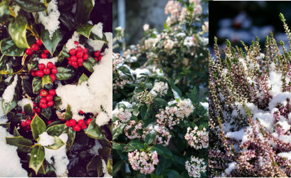 Zimné rastliny, ktoré oživia vašu záhradu aj v novembri – vres, cezmína a iné