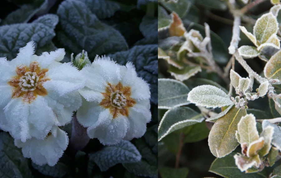 rastliny odolné voči mrazu