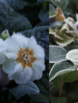 Vianočná zimná záhrada: Tipy na rastliny, ktoré kvitnú aj počas mrazov