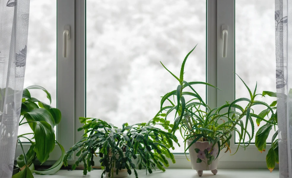 starostlivosť o rastliny v zime