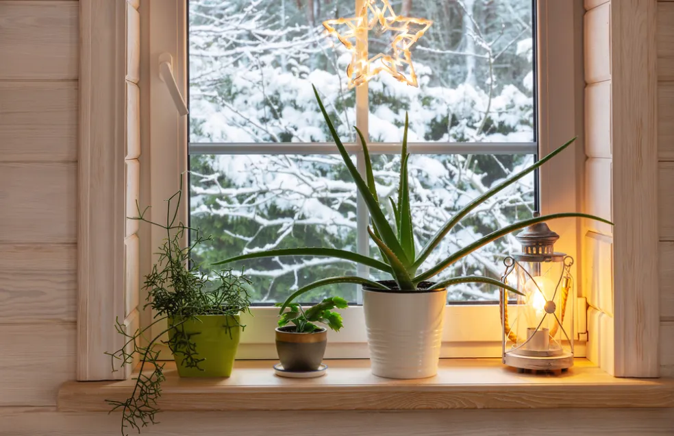 izbové rastliny v zime