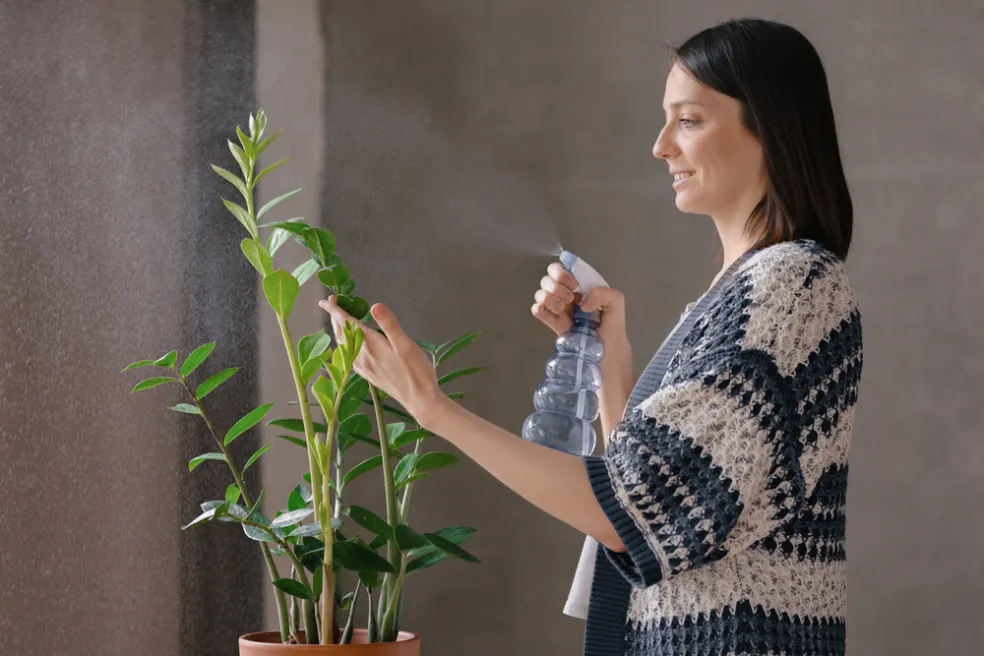 ako sa starať o izbovky v zime