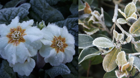 Vianočná zimná záhrada: Tipy na rastliny, ktoré kvitnú aj počas mrazov