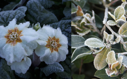 rastliny odolné voči mrazu