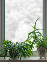 Najčastejšie chyby pri starostlivosti o izbové rastliny v zime: Ako sa im vyhnúť?