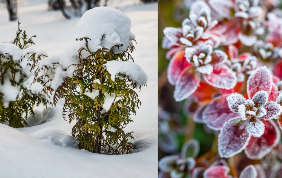 ochrana rastlín v zime