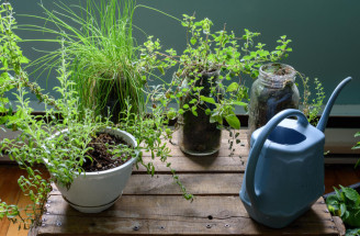 Kuchynské bylinky možno pestovať i v zime. Ktoré odporúčame?