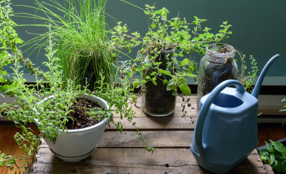 pestovanie byliniek v zime
