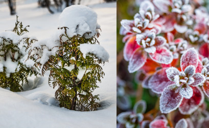 Ako ochrániť rastliny v extrémnom mraze: Rýchle riešenia pre neskorý december a zvyšok zimy