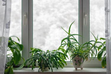 Najčastejšie chyby pri starostlivosti o izbové rastliny v zime: Ako sa im vyhnúť?