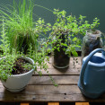 Kuchynské bylinky možno pestovať i v zime. Ktoré odporúčame?