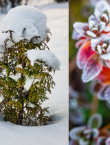 Ako ochrániť rastliny v extrémnom mraze: Rýchle riešenia pre neskorý december a zvyšok zimy