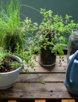 Kuchynské bylinky možno pestovať i v zime. Ktoré odporúčame?