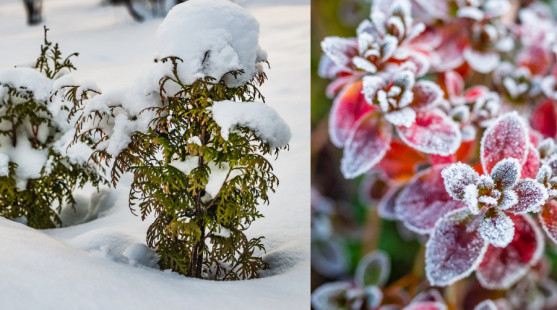 Ako ochrániť rastliny v extrémnom mraze: Rýchle riešenia pre neskorý december a zvyšok zimy