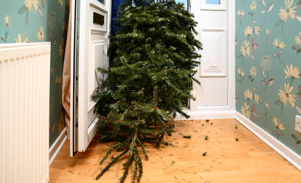 Ako zrecyklovať živý vianočný stromček
