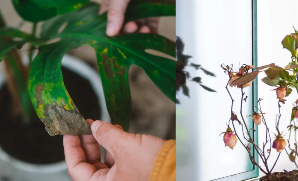 starostlivosť o izbové rastliny v zime