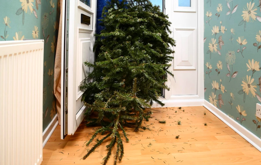 Ako zrecyklovať živý vianočný stromček