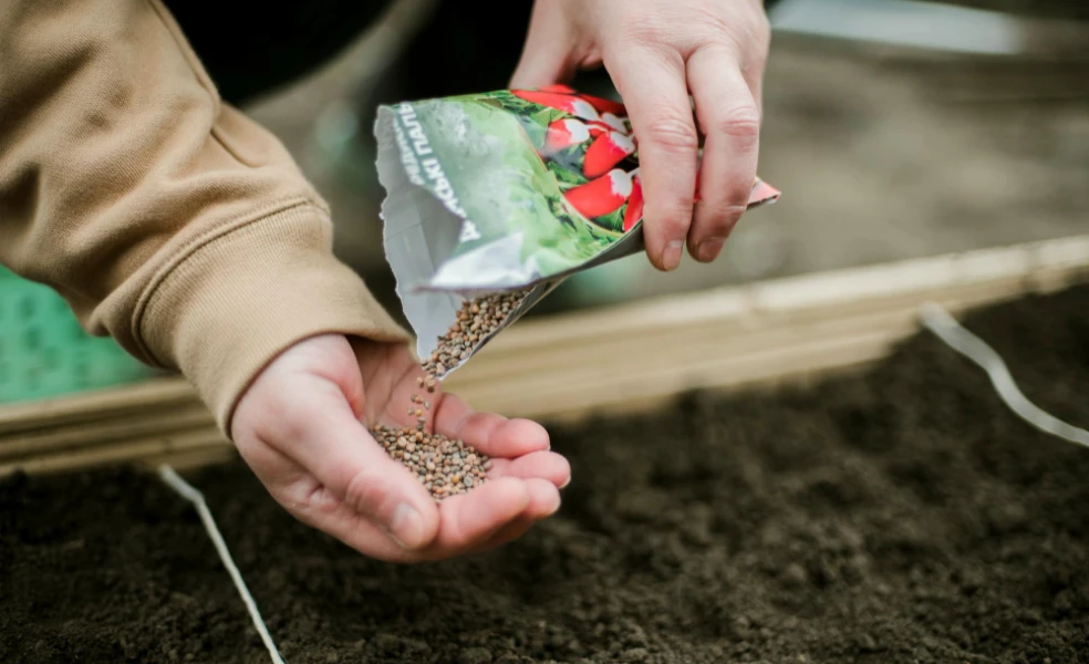 ako vybrať semená na sadenie
