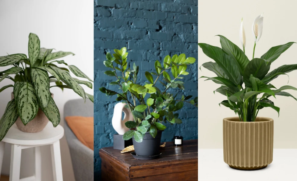 izbovky do nízkeho svetla