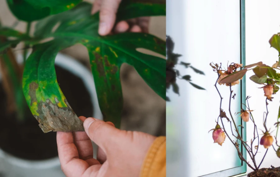 starostlivosť o izbové rastliny v zime