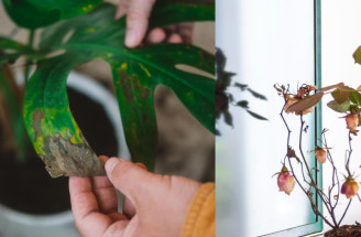 Izbovky v januári: Prezradíme vám, prečo chradnú a čo im skutočne chýba!