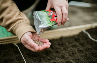 Semienka na sadenie: Ako si správne vybrať a čo všetko si treba všímať na obale?
