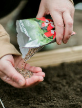 Semienka na sadenie: Ako si správne vybrať a čo všetko si treba všímať na obale?