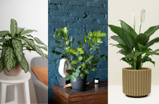 Izbové rastliny do tieňa: Tipy na izbovky, ktoré milujú krátky deň a nízke svetlo!
