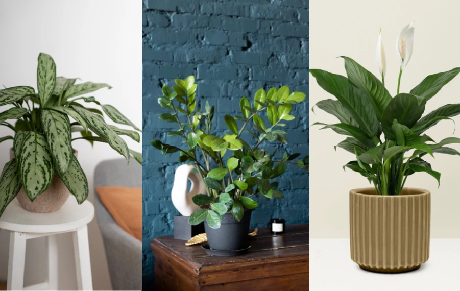 izbovky do nízkeho svetla