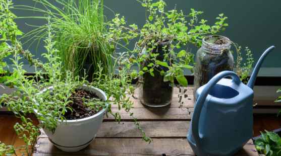 Kuchynské bylinky možno pestovať i v zime. Ktoré odporúčame?