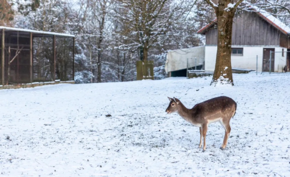 ochrana stromov pred zverou