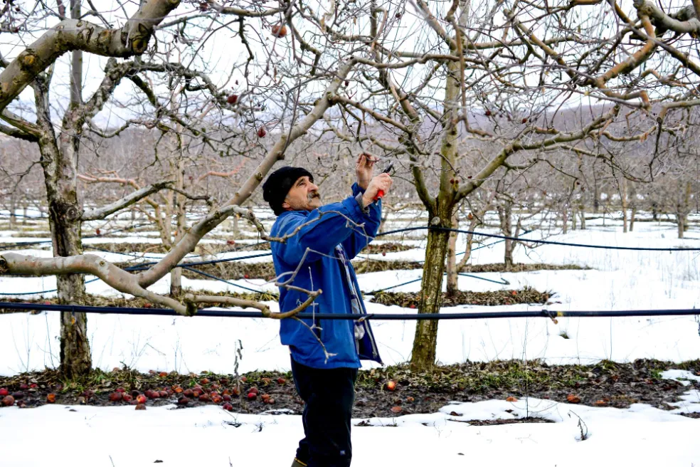 starostlivosť o stromy a kríky v zime