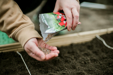 Semienka na sadenie: Ako si správne vybrať a čo všetko si treba všímať na obale?