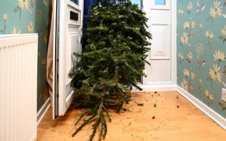 Ako zrecyklovať živý vianočný stromček