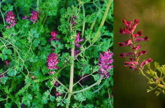Zemedym lekársky – je TOP bylinkou na problémy s hemoroidmi?