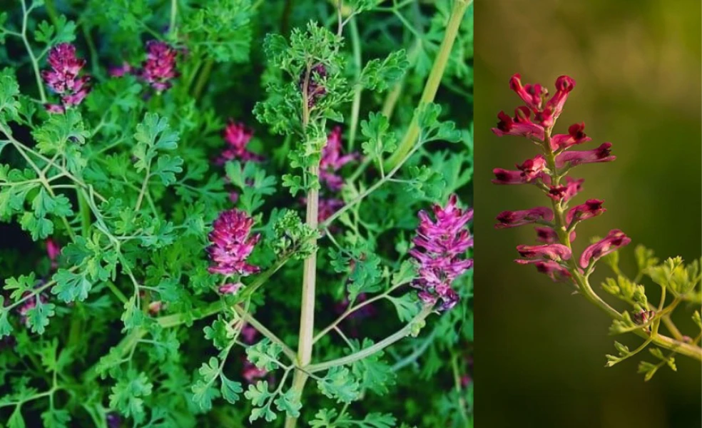 Zemedym lekársky účinky