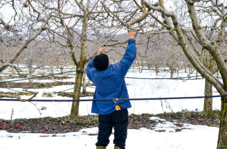 Zimná kontrola stromov a kríkov: Na TOTO väčšina záhradkárov zabúda!