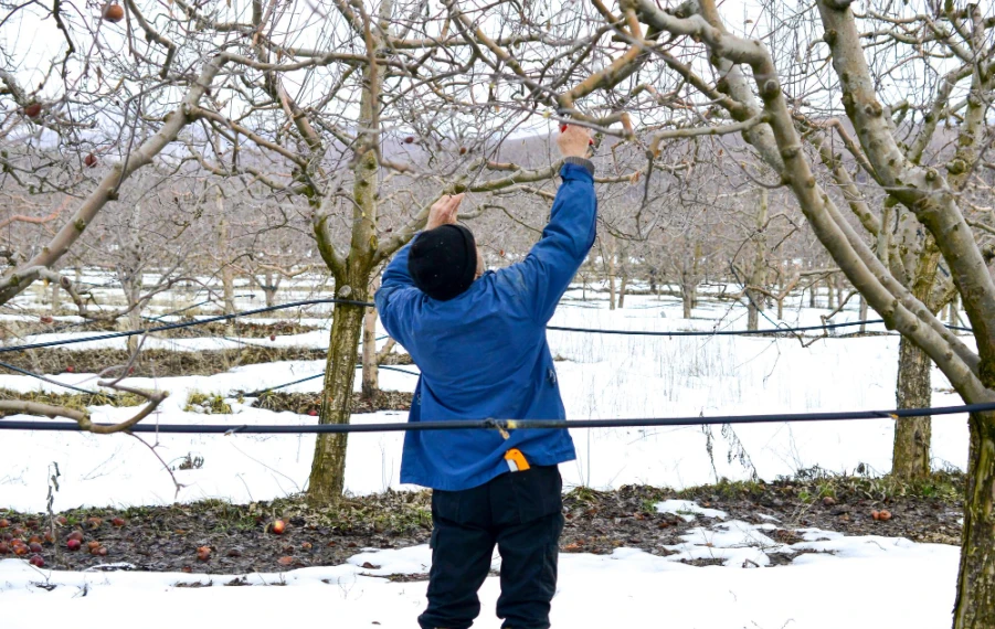 zimná kontrola stromov