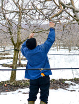 Zimná kontrola stromov a kríkov: Na TOTO väčšina záhradkárov zabúda!