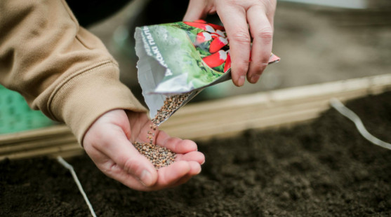 Semienka na sadenie: Ako si správne vybrať a čo všetko si treba všímať na obale?