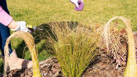 Ako sa postarať o okrasné trávy po zime?