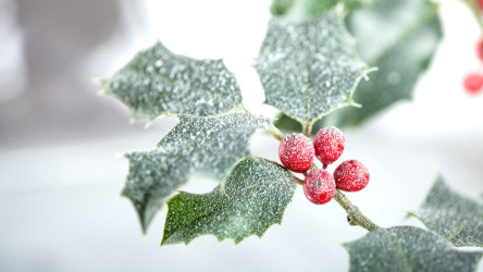 Rastliny vhodné do kvetináčov počas zimy - váš balkón či terasa nebudú prázdne